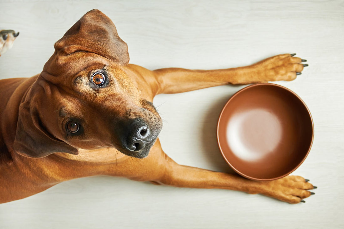 A hungry dog waiting beside an empty food bowl