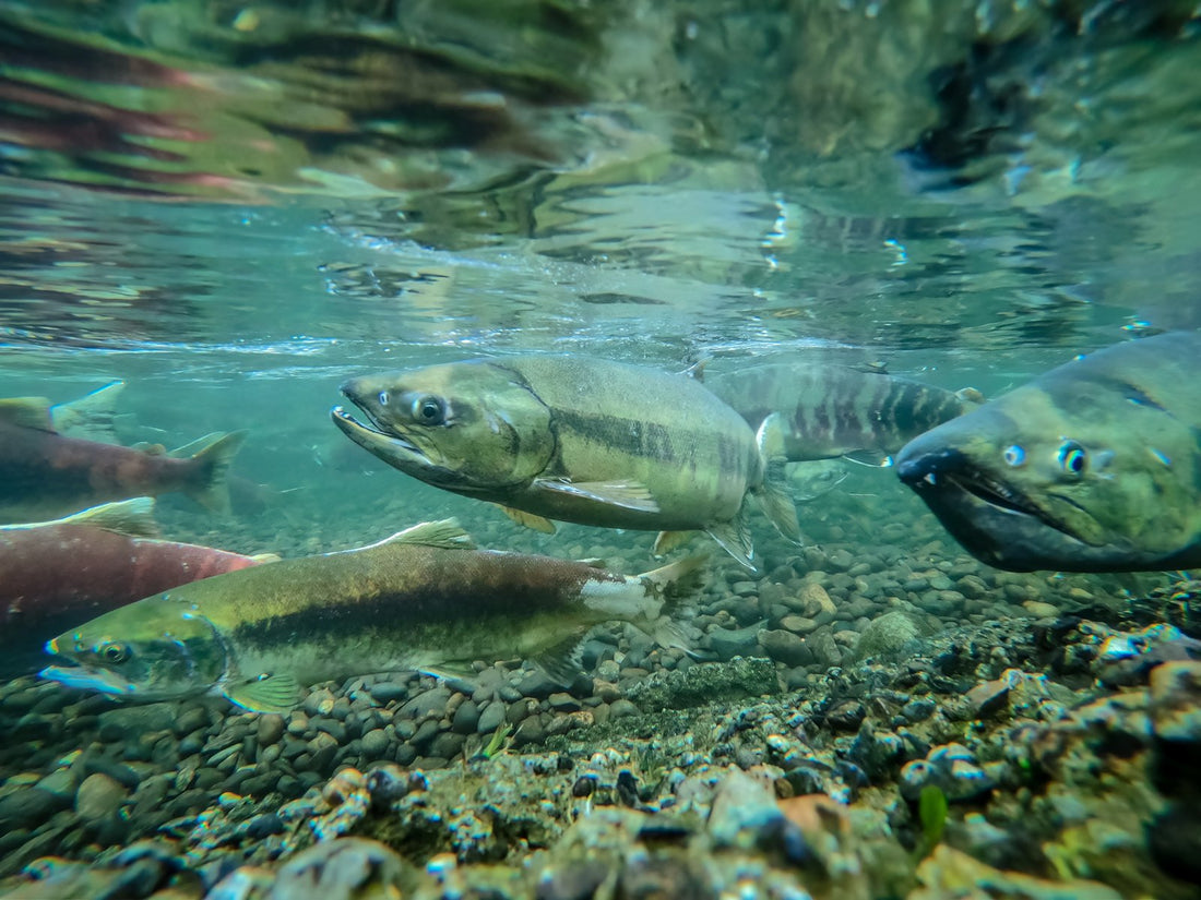 Wild salmon swimming underwater in a river