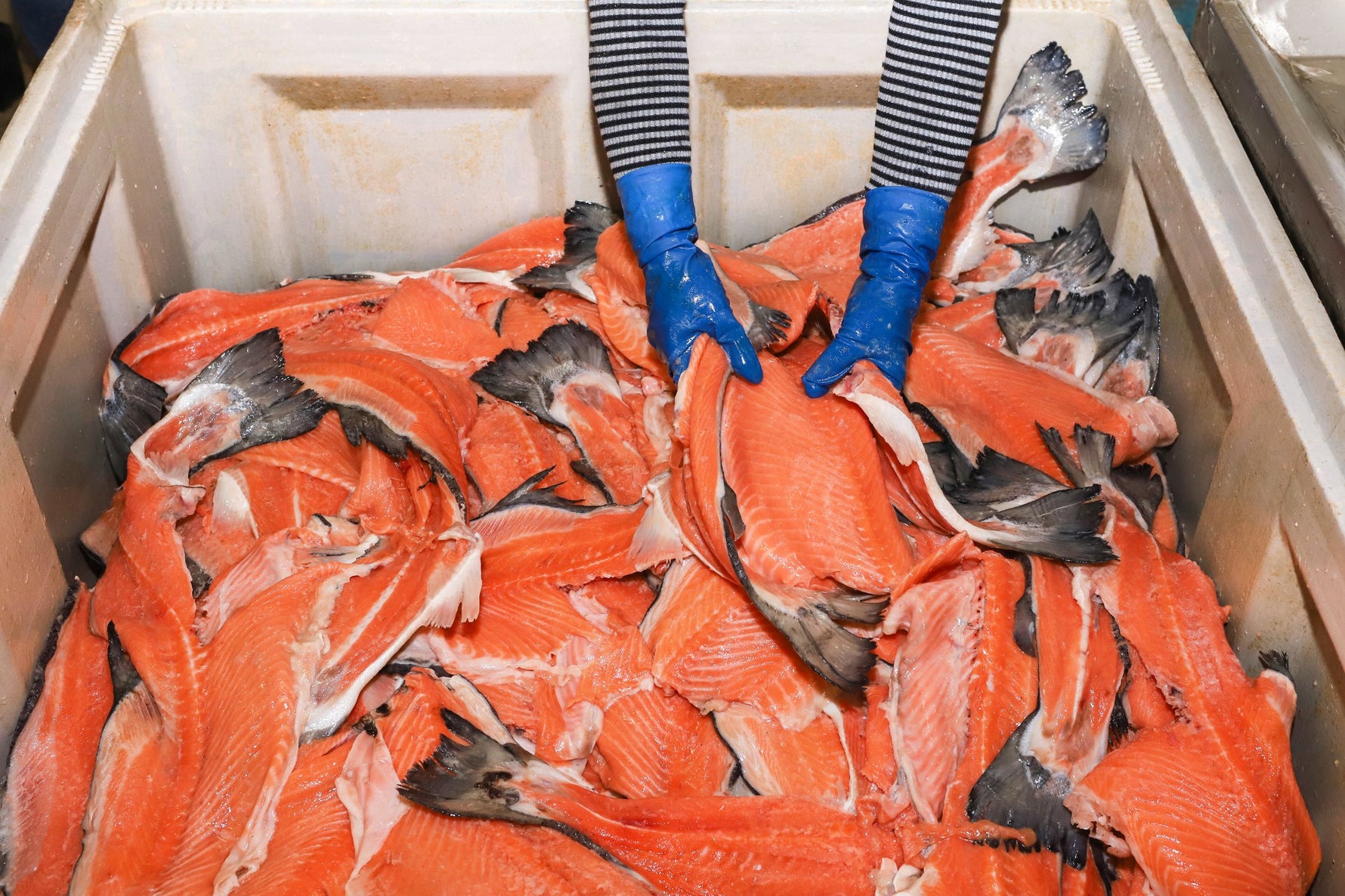 A bin of wild salmon frames sorted at the plant — the byproduct Shay's Way upcycles into Meal Toppers